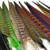 Hareline Ringneck Pheasant Tail Pair